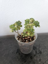 Sukkulente aeonium lindleyi - sukkulente,