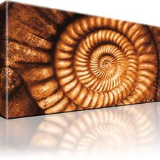 Stein Muschel Nachbild Abstrakt Bild auf Leinwand Bilder Kunstdruck