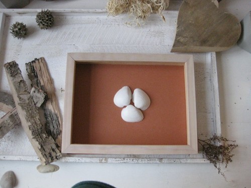 Räder design muscheln - design,