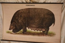 Schulwandkarte Schwein Sau - Cornwall Rasse | Vintage Lehrtafel Rollbild  DDR