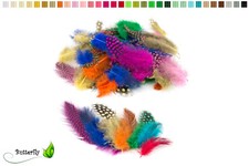 Echte Perlhuhnfedern 3-10cm