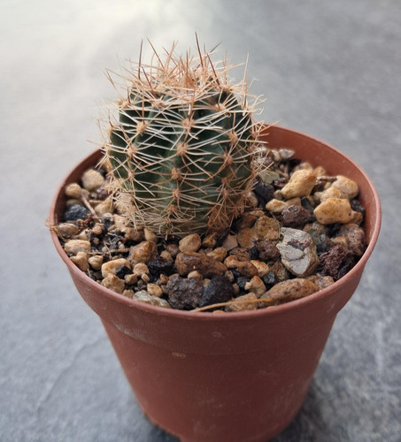 Echinopsis hybride - x,