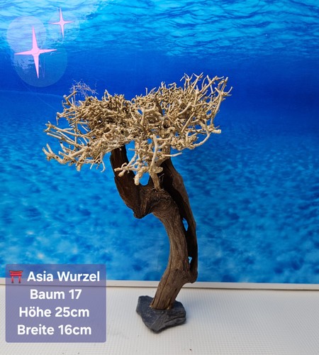 Asia mystic wood - ⛩️,