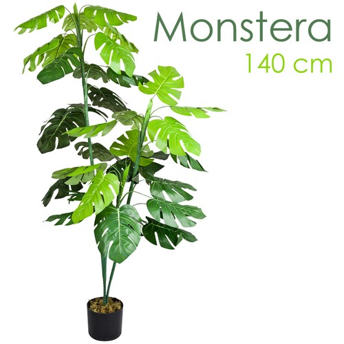 Monstera fensterblatt - monstera,