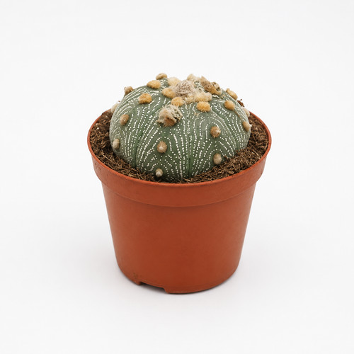 Astrophytum asterias - ,