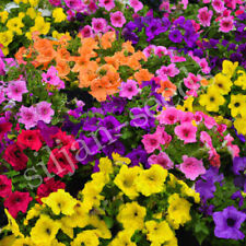 500 Samen aufrechte Beet-Petunien Mix Petunia hybrida Dauerblüher Petunie