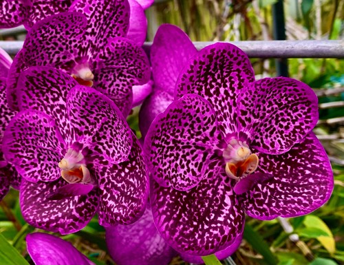 Vanda pink passion new - pink,