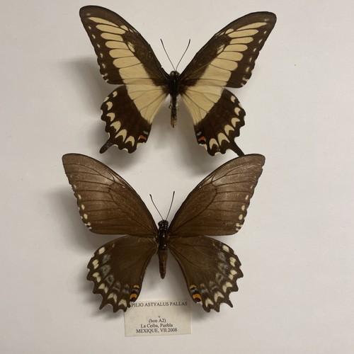 Entomologie*Papilio