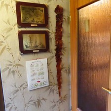 Schlangenhaut,  Kobra, Länge: 150 cm