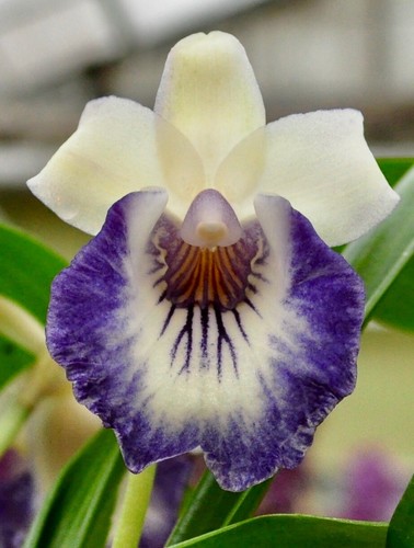 Cochleanthes mystic blue - cochleanthes, ´mystic