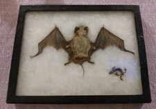 Schaukasten Fledermaus Molch