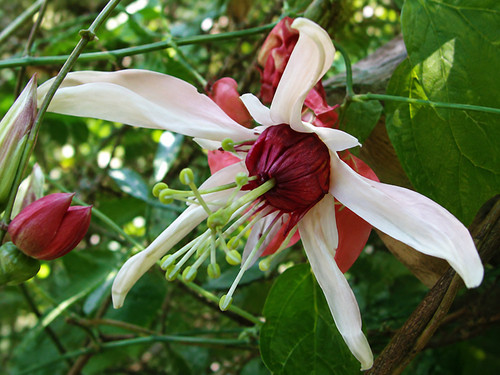 Sale3027 passiflora aurantia - sale3027,