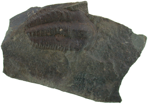 Kambrium ellipsocephalus - kambrium,