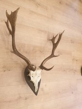 Damhirsch, Hirsch, Trophäe