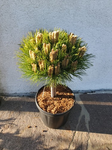 Pinus nigra marie - pinus, bregeon"