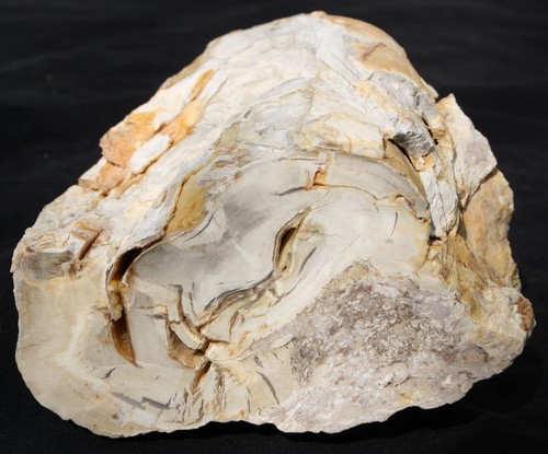 Versteinertes holz slowakei - holz,