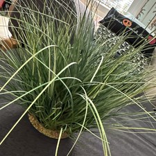 Künstlicher Grasbusch Knopfgras im Erdtopf - Dekogras Kunstgras Pflanze 35cm Grü