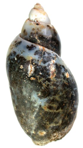 Kreide physa sp - kreide,