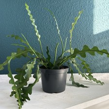 1 Steckling Fishbone Kaktus