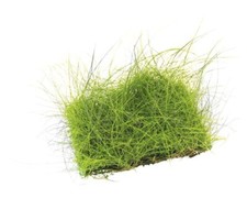 Nadelsimse - Eleocharis acicularis, Pad ca. 9 x 9 cm, Pflanzenmatte