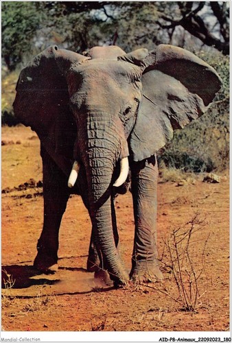 Aidp8 animaux 0773 - aidp8-animaux-0773,
