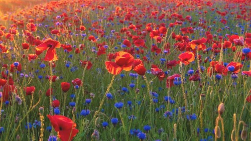 14000 samen g sommer - 14000+, 10