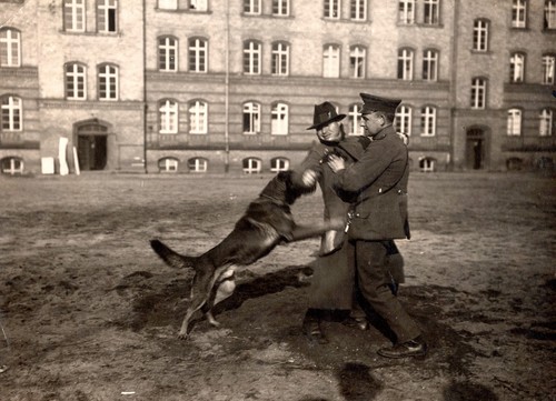 Polizeihund angriffstraining - polizeihund,