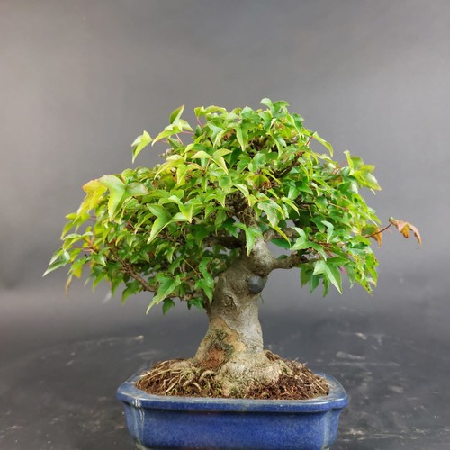 Bonsai dreispitzahorn acer - -,