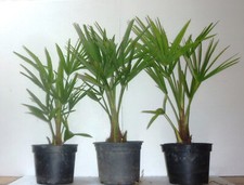Trachycarpus fortunei - ,