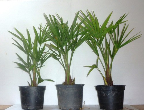 Trachycarpus fortunei - ,