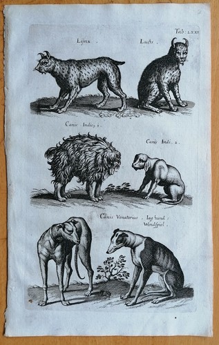 Merian johnston original - merian/johnston,