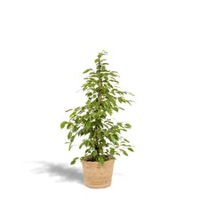 Ficus benjamina Goldenking –