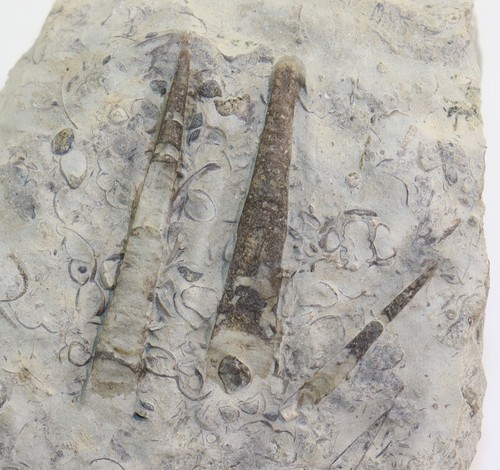 Nautiloid orthoceras sp - orthoceras,