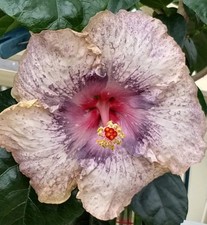 5 Samen Hibiskus rosa sinensis