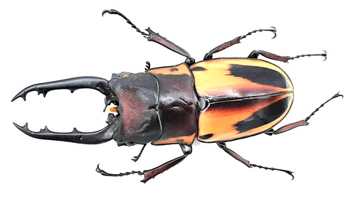 Lucanidae prosopocoilus - lucanidae,,