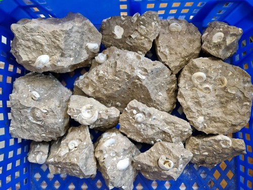 Fossile schnecken - schnecken, *