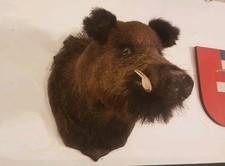 Tierpräparat Wildschwein