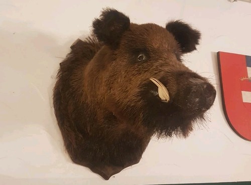Tierpräparat wildschwein - tierpräparat,