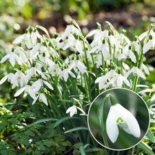 Schneeglöckchen Zwiebeln - Galanthus Woronowii/Nivalis - 50 Stück - Weiß
