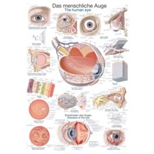anatomische Lehrtafel „Das menschliche Auge“ Anatomie Poster, Größenwahl