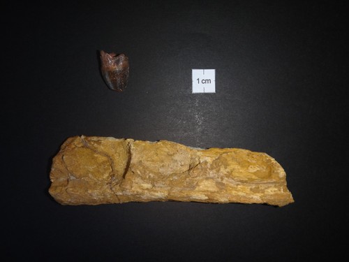 Elosuchus zahn kiefer 100 - kiefer,