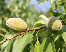 Davidsmandel prunus davidiana - davidsmandel,
