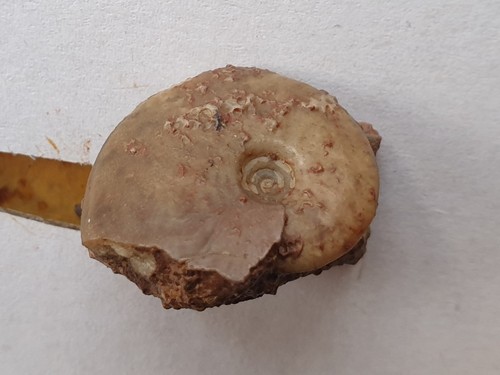 Oecotraustes dogger - oecotraustes, sp.