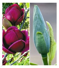 Magnolien-Sortiment, 2