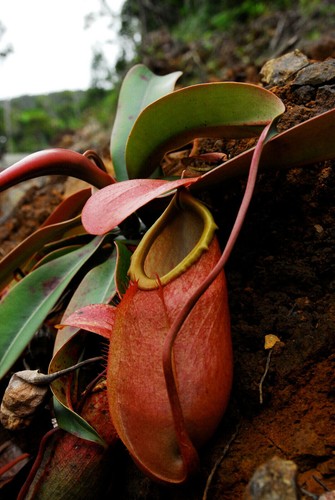 Nepenthes merrilliana - nepenthes, –