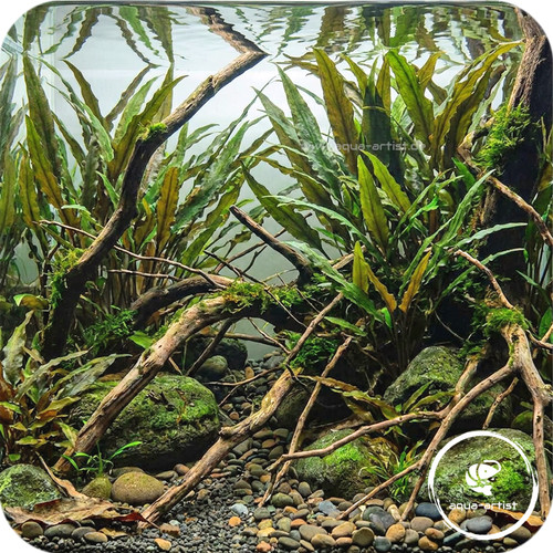 Cryptocoryne undulata robuste