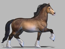 Edle Cob Stute von Boppirex /