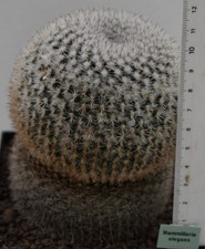 Mammillaria elegans