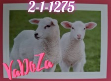 Abenteuer  Tierwelt  - Lämmer