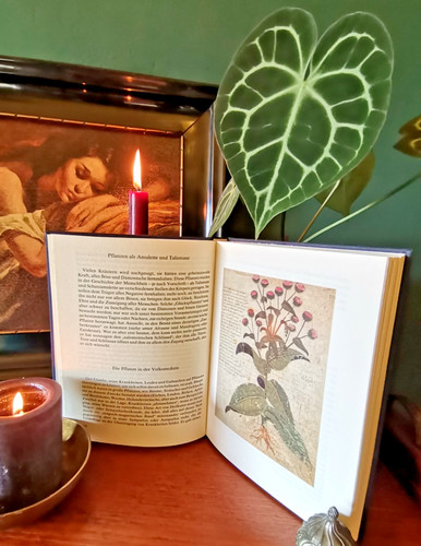 Zauberkräuter pflanzen - zauberkrÄuter,